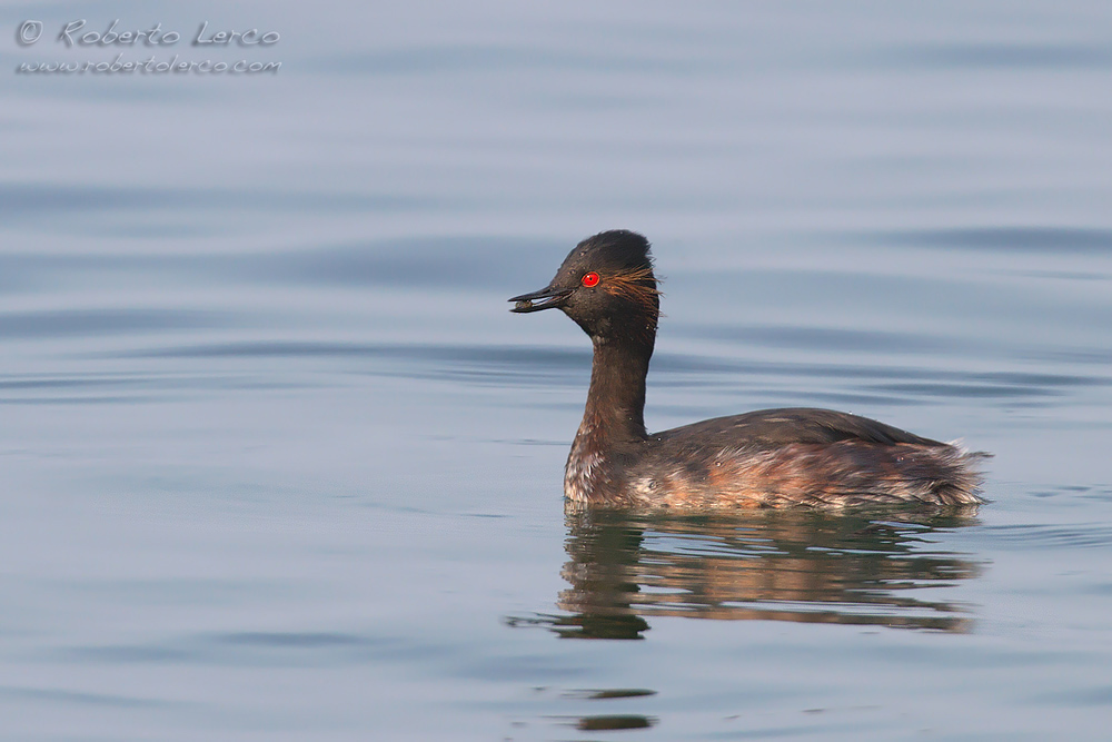 Svasso_piccolo_Podiceps_nigricollis_Black-necked_Grebe01_1000