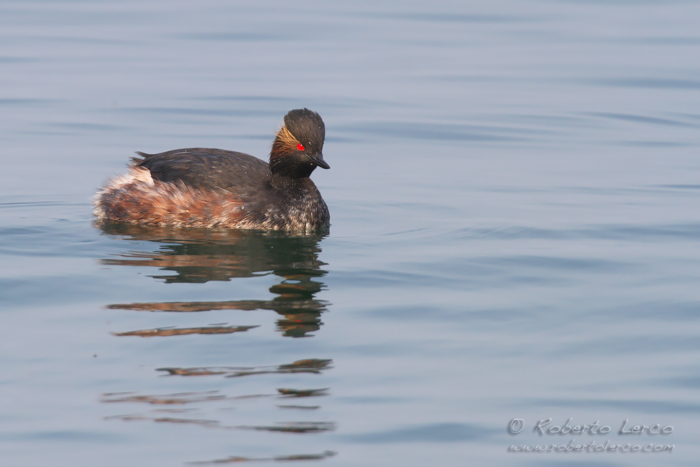 Svasso_piccolo_Podiceps_nigricollis_Black-necked_Grebe04_1000