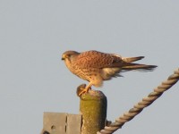 Gheppio	Falco tinnunculus Kestrel