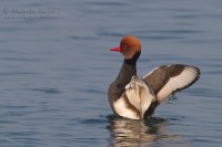 Fistione_turco_Netta_rufina_Red-crested_Pochard08_1000