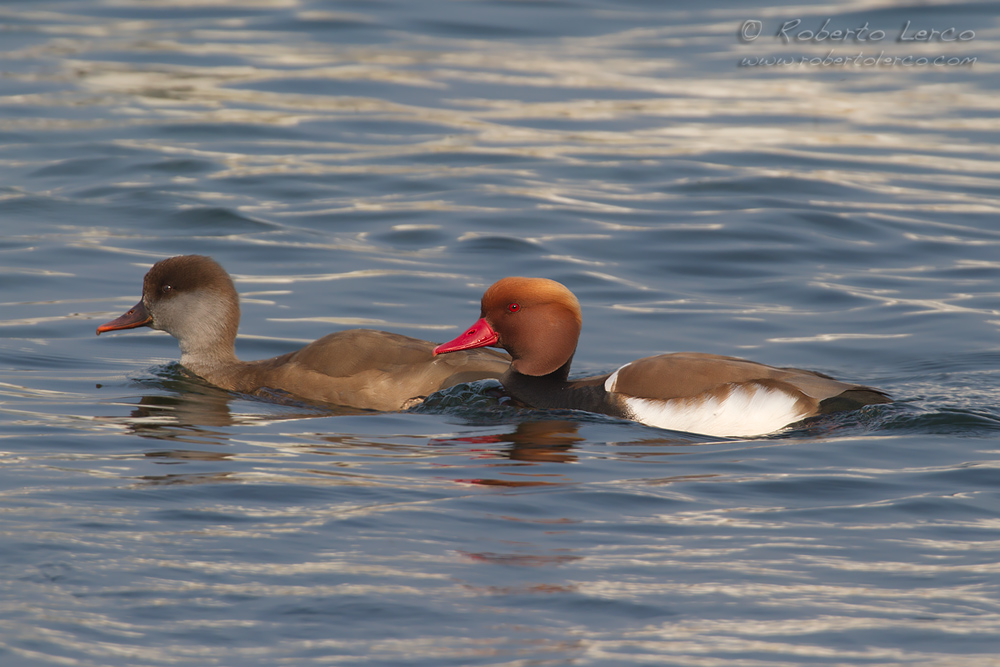 Fistione_turco_Netta_rufina_Red-crested_Pochard07_1000