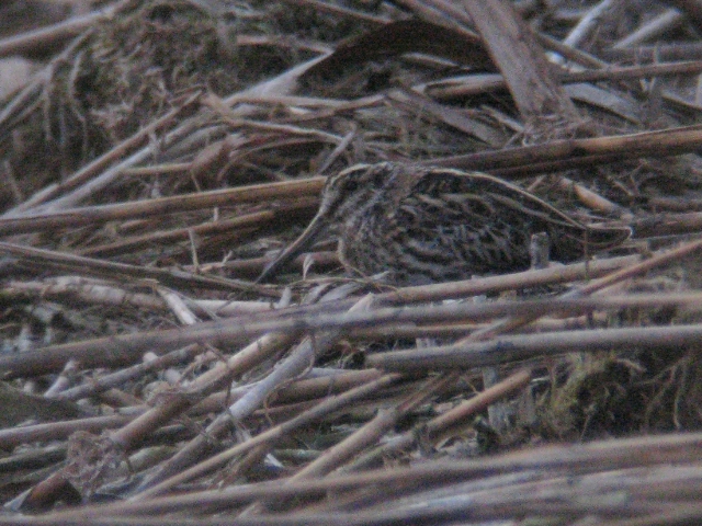 jacksnipe