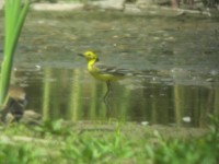 Cutrettola testagialla orientale Motacilla citreola Citrine Wagtail