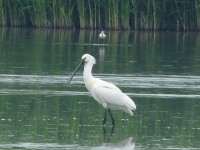 Spatola Platalea leucorodia Spoonbill