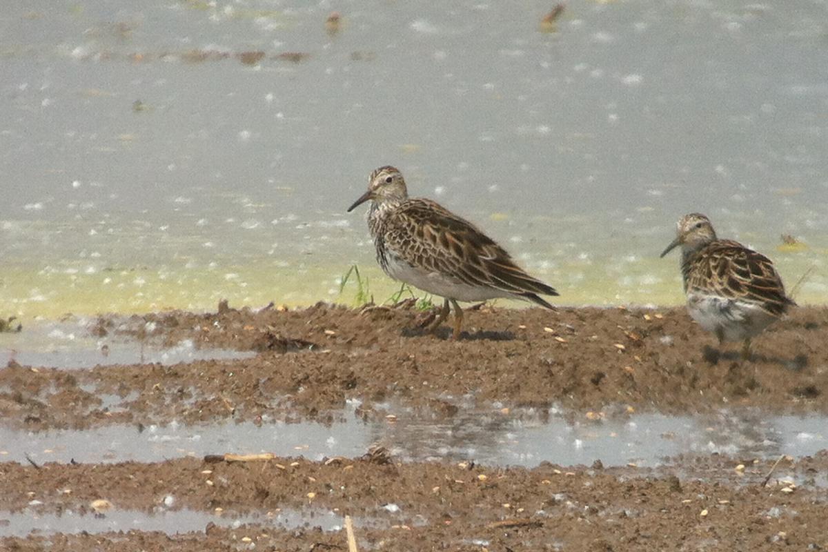 PECTORAL SANDPIPER