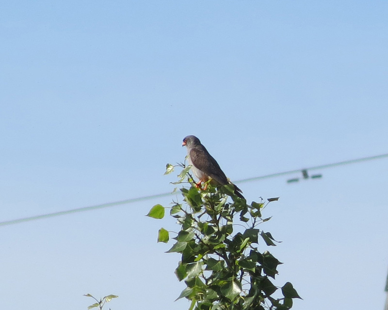 falco cuculo-2012giu-01