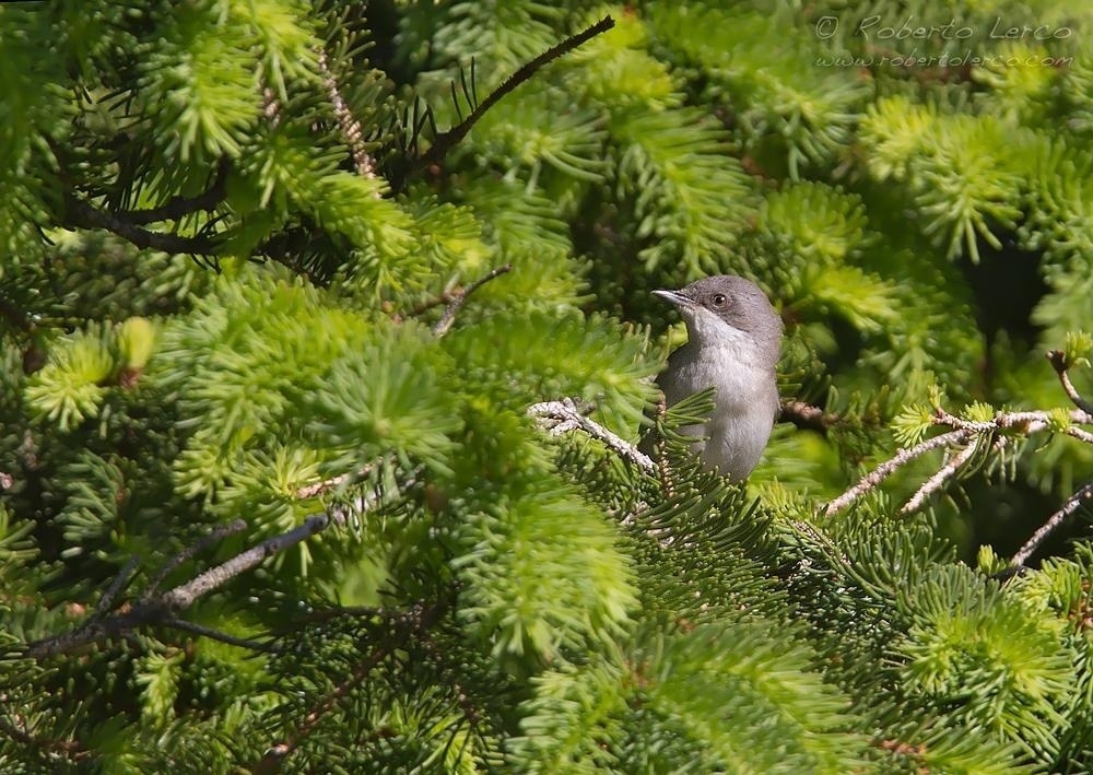 Bigiarella_Sylvia_curruca_Lesser_Whitethroat6_1000