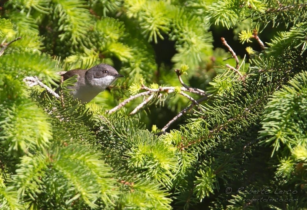 Bigiarella_Sylvia_curruca_Lesser_Whitethroat4_1000