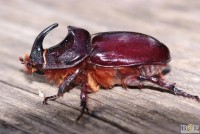 Scarabeo rinoceronte-Oryctes nasicornis