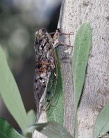 Cicala, Lyristes plebejus, Omotteri, Cicadidi