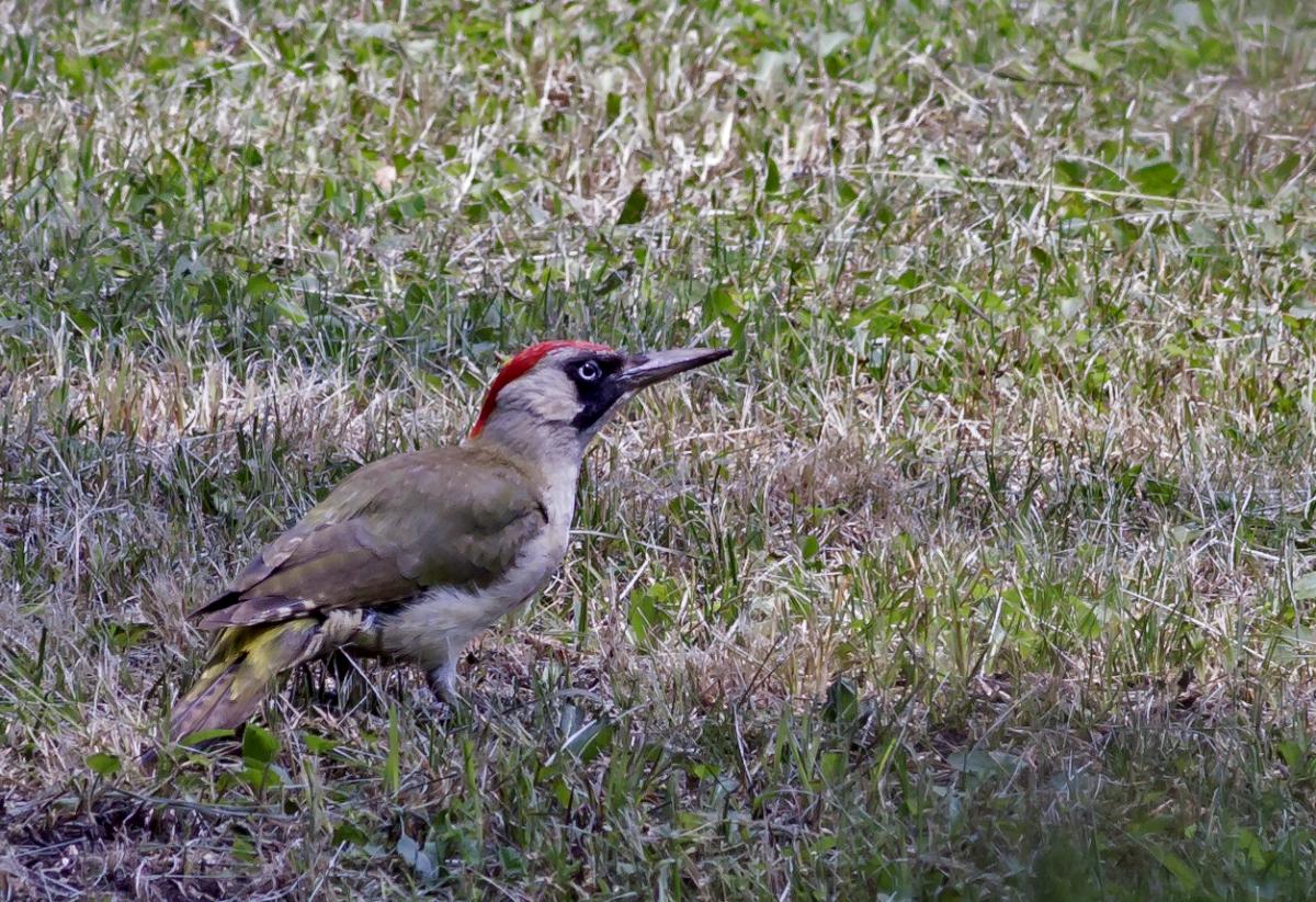 Picchio verde