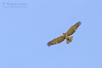 Biancone_Circaetus_gallicus_Short-toed_Eagle4_1200