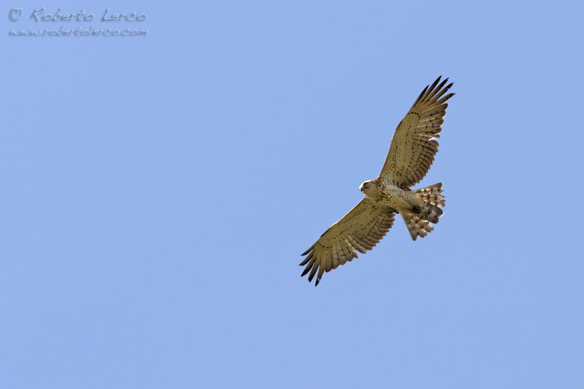 Biancone_Circaetus_gallicus_Short-toed_Eagle5_1200