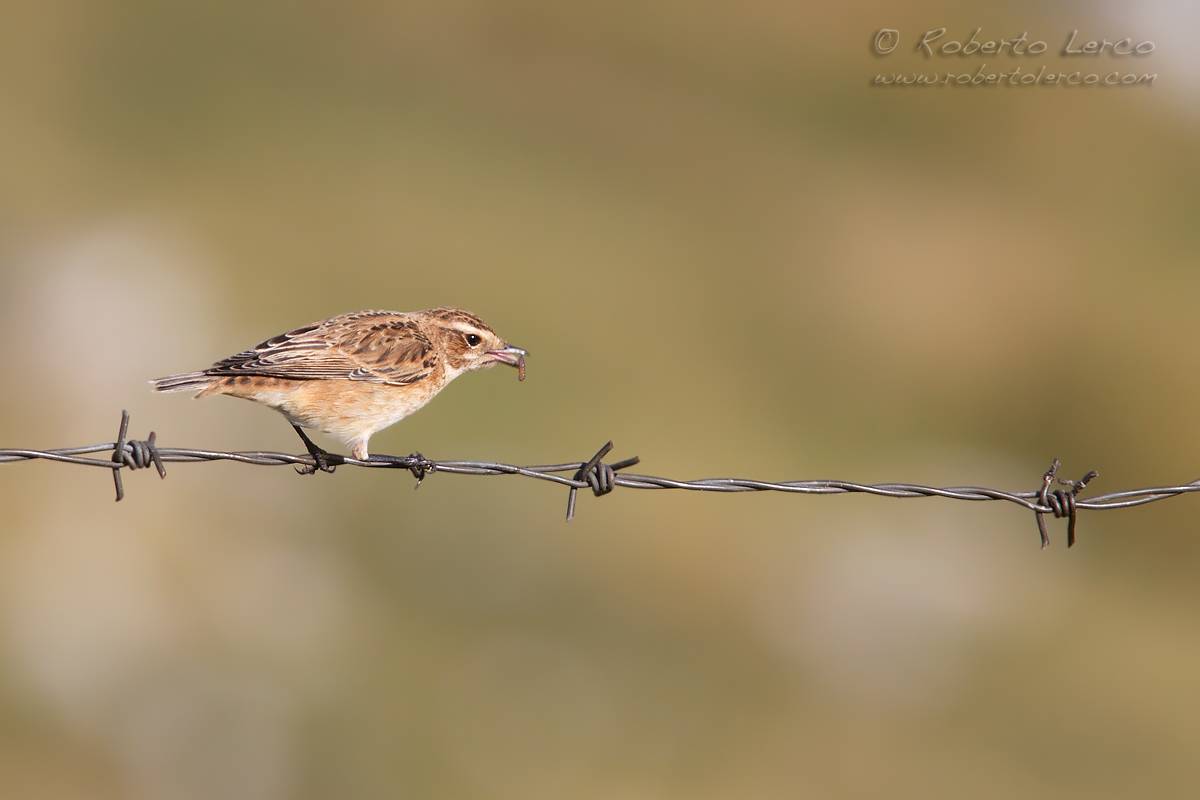 Stiaccino_Whinchat_Saxicola_rubetra09_1200