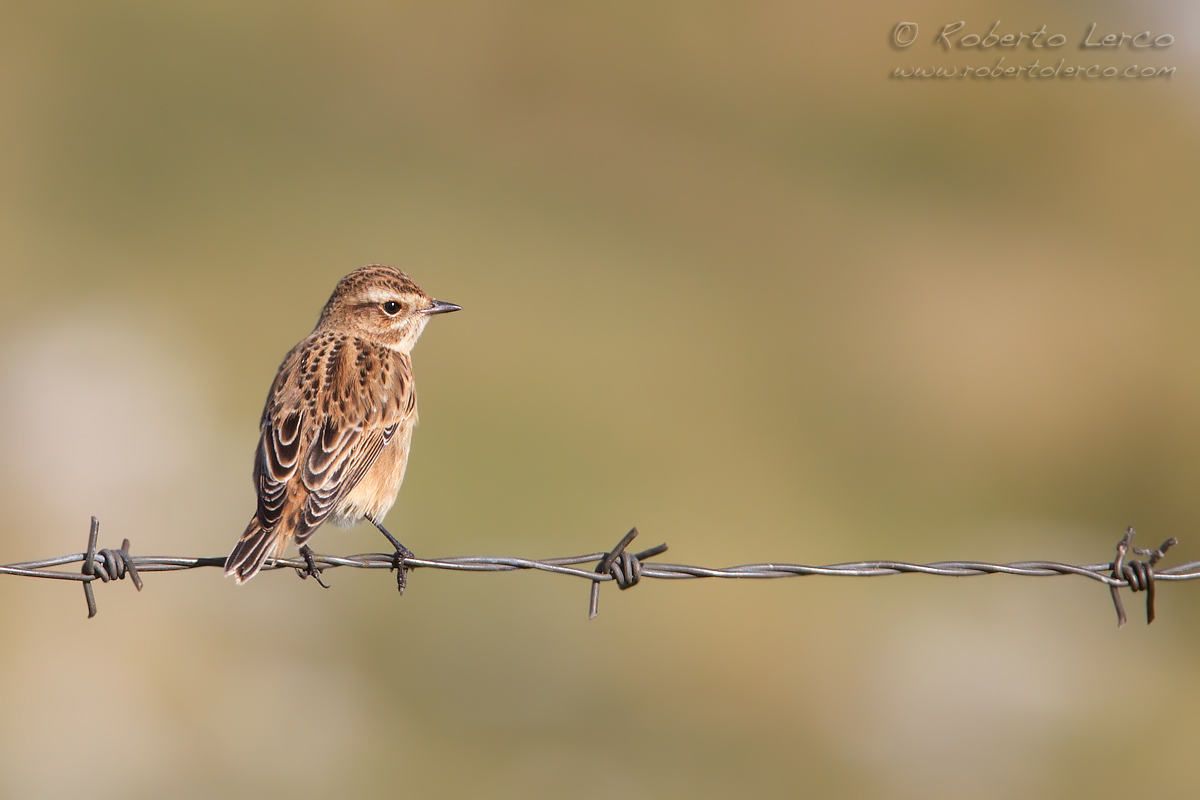 Stiaccino_Whinchat_Saxicola_rubetra12_1200