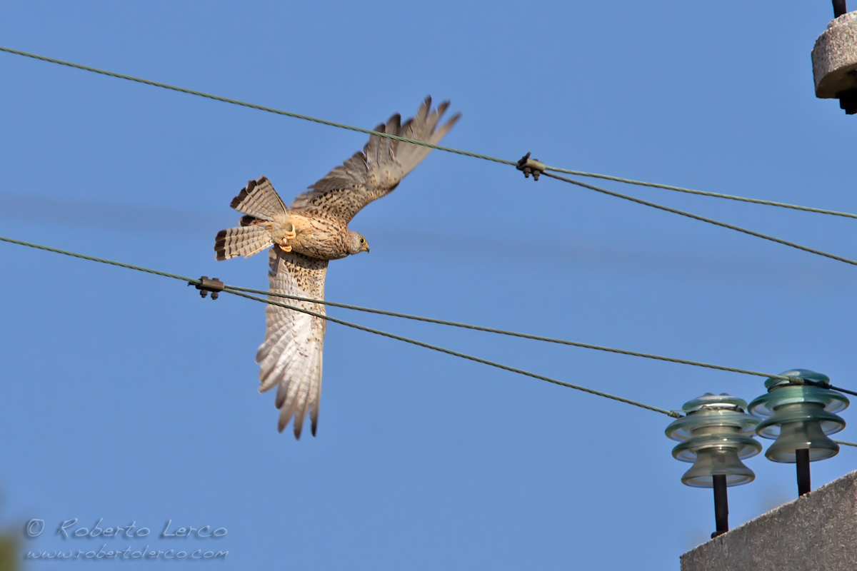 Grillaio_Falco_naumanni_Lesser_Kestrel09_1200