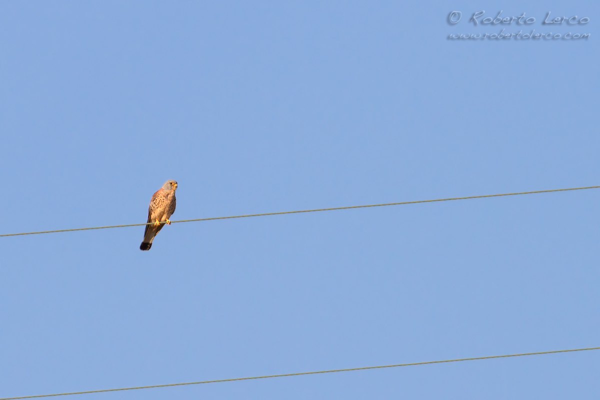 Grillaio_Falco_naumanni_Lesser_Kestrel11_1200