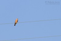 Grillaio_Falco_naumanni_Lesser_Kestrel11_1200