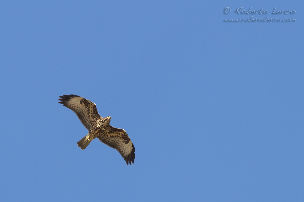 Poiana_Buteo_Buteo05_1200