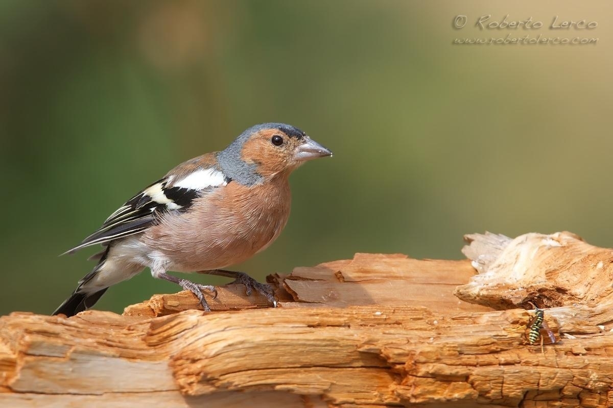 Fringuello_Chaffinch_Fringilla_coelebs09_1200