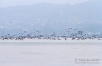 Cormorano_Cormorant_Phalacrocorax_carbo05_1200