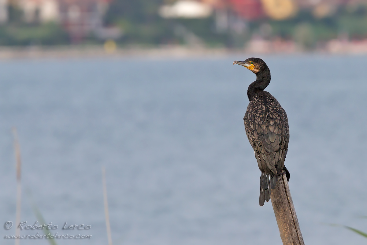 Cormorano_Cormorant_Phalacrocorax_carbo07_1200