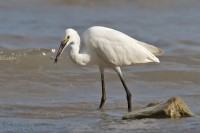 Garzetta_Egretta_garzetta_Little_Egret26_1200