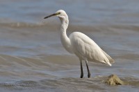 Garzetta_Egretta_garzetta_Little_Egret32_1200