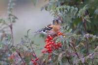 Peppola_Brambling_Fringilla_montifringilla_13_1200