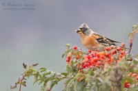 Peppola_Brambling_Fringilla_montifringilla_5_1200