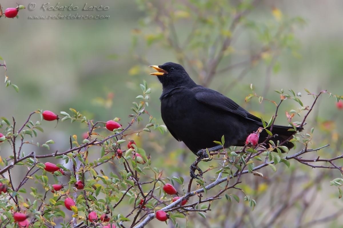 Gracchio_alpino_Pyrrhocorax_graculus17_1200