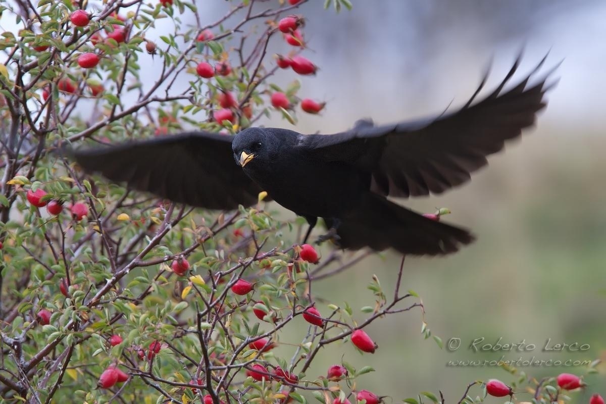 Gracchio_alpino_Pyrrhocorax_graculus20_1200