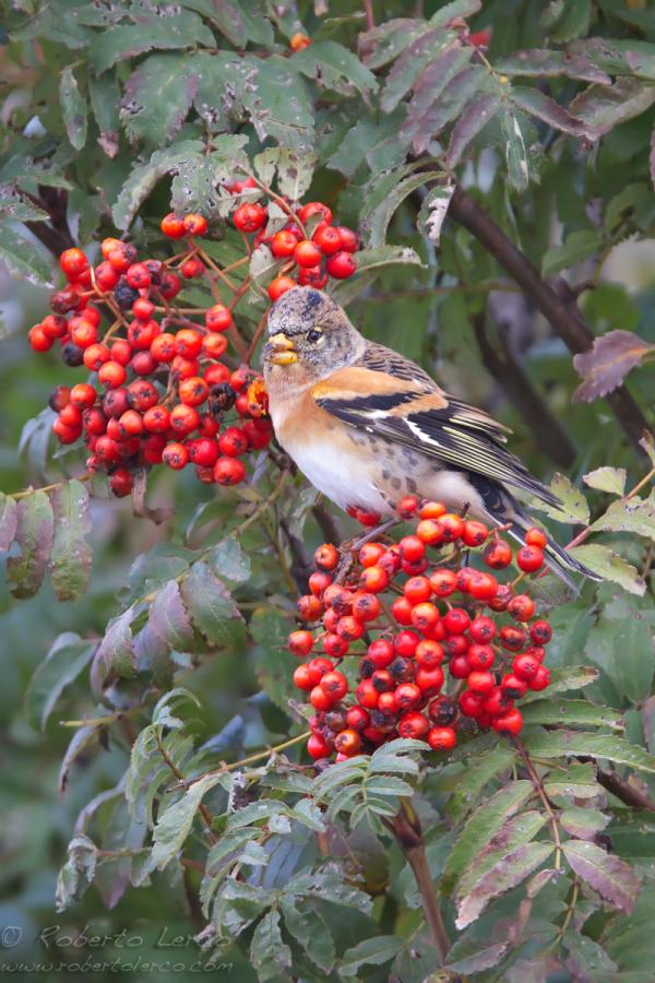 Peppola_Brambling_Fringilla_montifringilla_10_1200