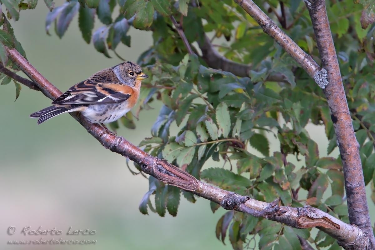 Peppola_Brambling_Fringilla_montifringilla_3_1200