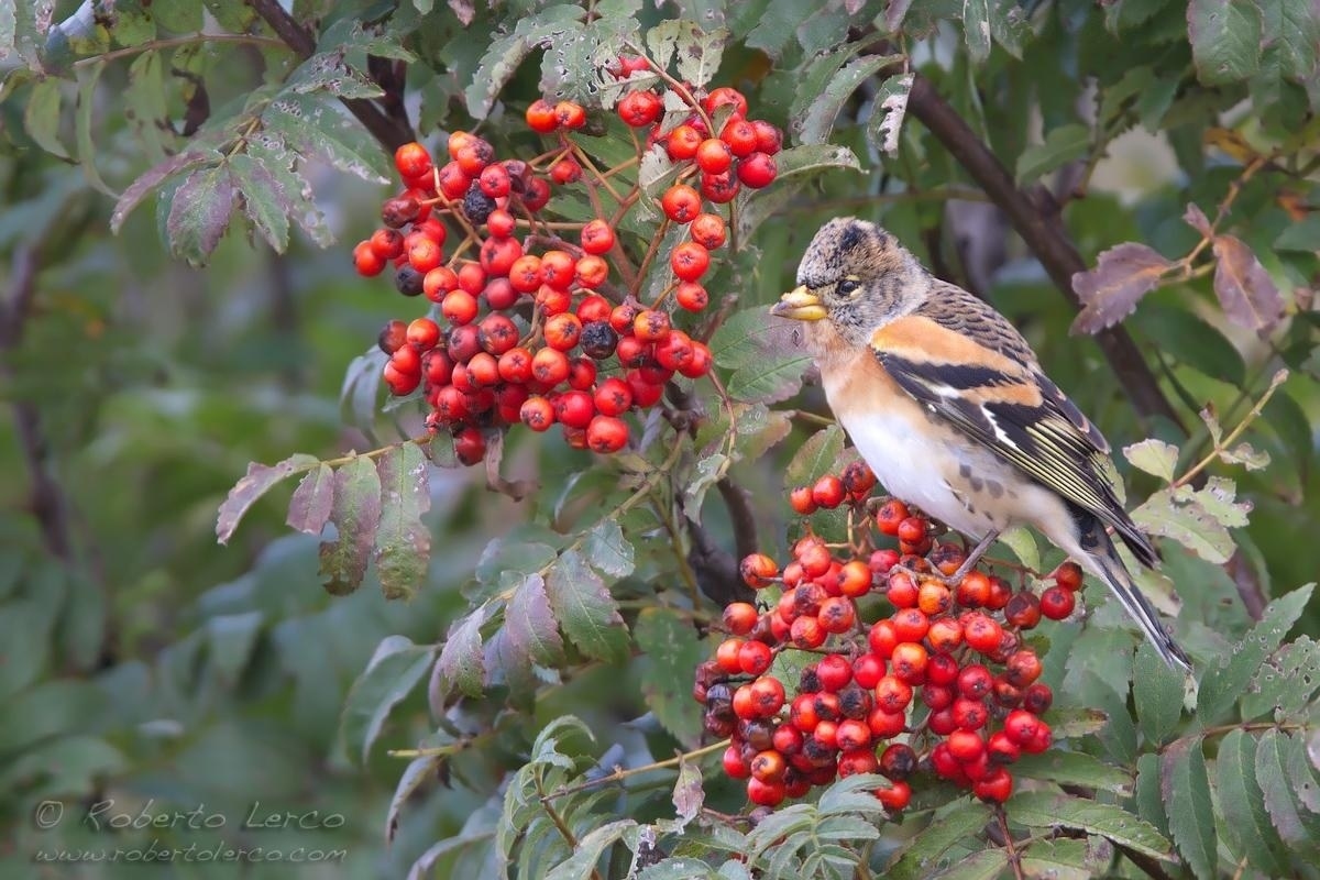 Peppola_Brambling_Fringilla_montifringilla_9_1200