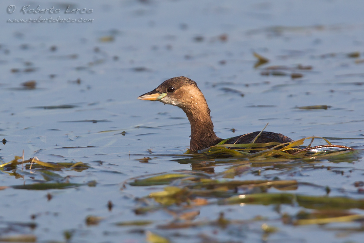 Tuffetto_Tachybaptus_ruficollis6_1200