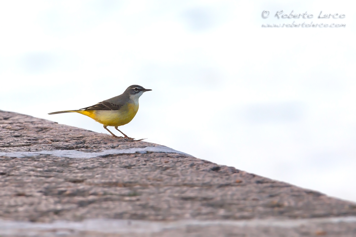 Ballerina_gialla_Motacilla_cinerea_Grey_Wagtail_04_1200