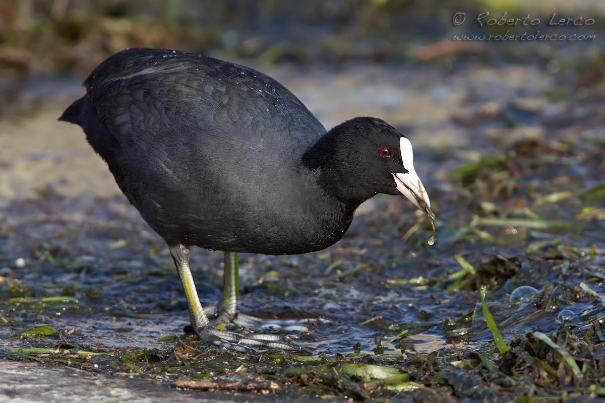 Folaga_Fuliga_atra_Eurasian_Coot09_1200