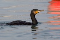 Cormorano_Cormorant_Phalacrocorax_carbo08_1200