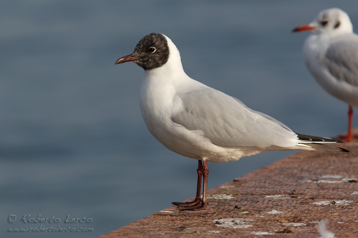 Gabbiano_comune_Larus_ridibundus15_1200