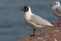 Gabbiano_comune_Larus_ridibundus15_1200