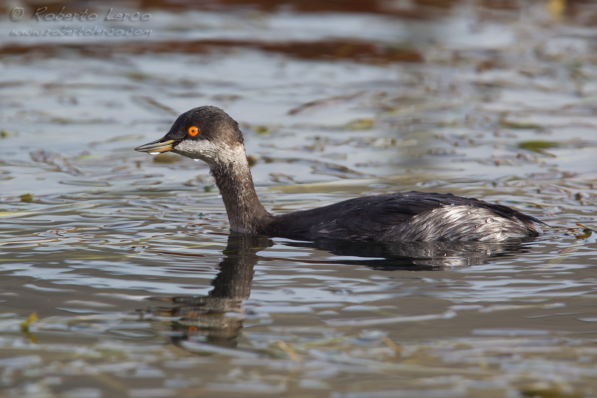 Svasso_piccolo_Podiceps_nigricollis_Black-necked_Grebe18