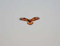 Poiana calzata - Rough-legged Buzzard