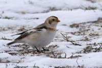 zigolo delle nevi - snow bunting