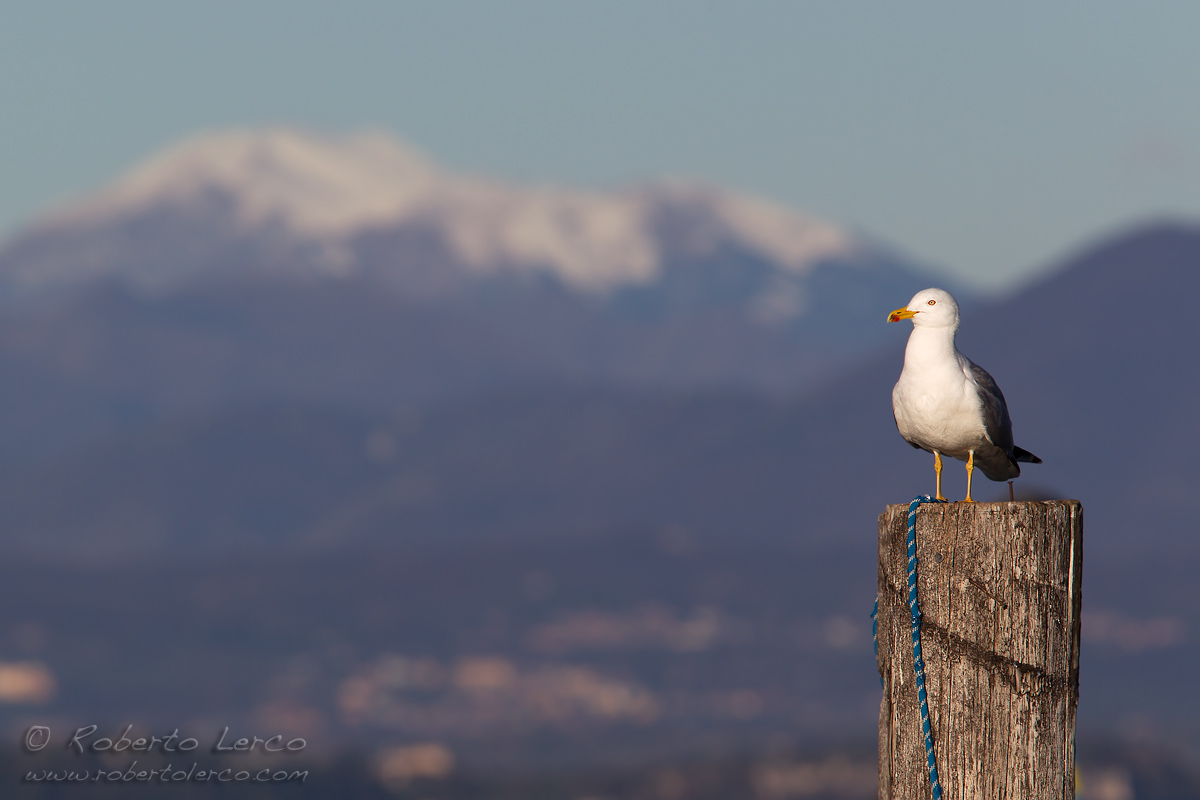 Gabbiano_reale_Larus_michahellis12_1200