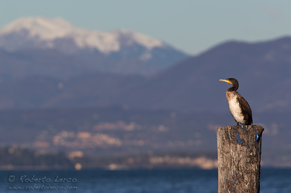 Cormorano_Cormorant_Phalacrocorax_carbo10_1200