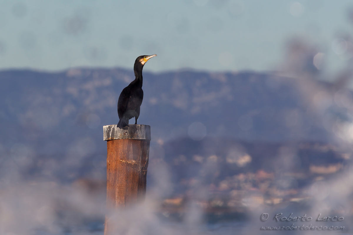 Cormorano_Cormorant_Phalacrocorax_carbo12_1200