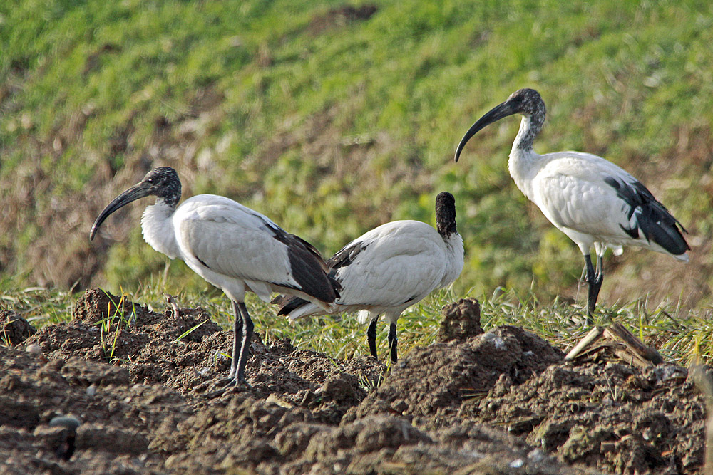 Sacred Ibis