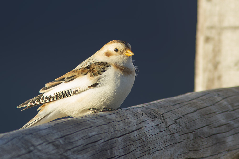 Snow Bunting