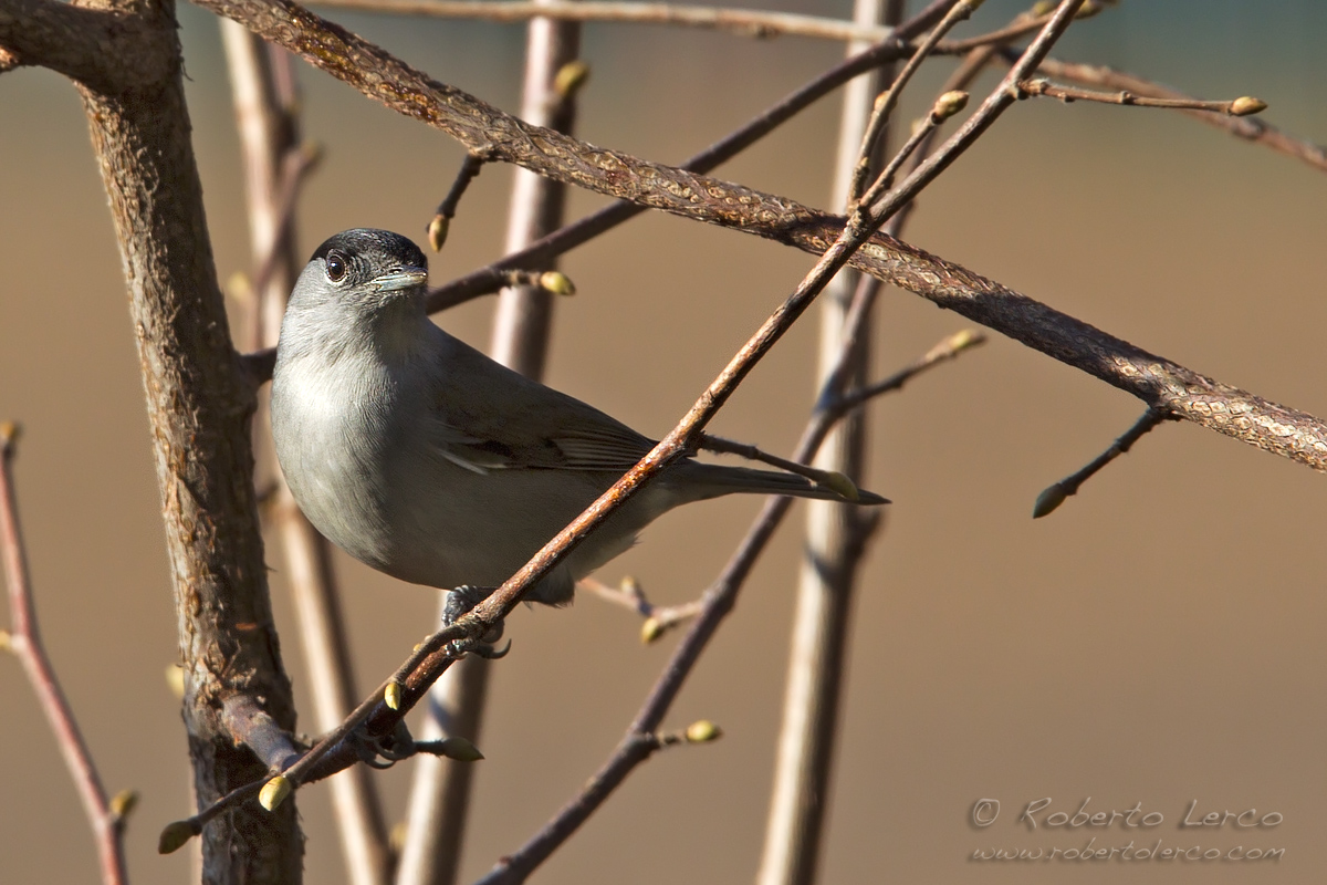 Capinera_Sylvia_atricapilla_Blackcap04_1200